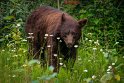 139 Canada, Jasper NP, zwarte beer